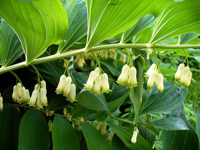 Cây Hoàng tinh hoa trắng là một loại thảo dược quý của Việt Nam. Cây Hoàng tinh hoa trắng là một loại thảo dược quý của Việt Nam.