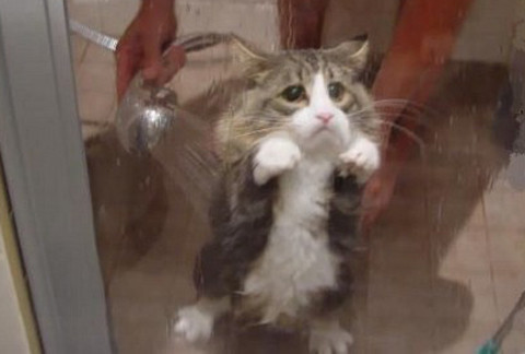 "Tôi biết lỗi rồi mà, xin hãy tha thứ cho tôi!"