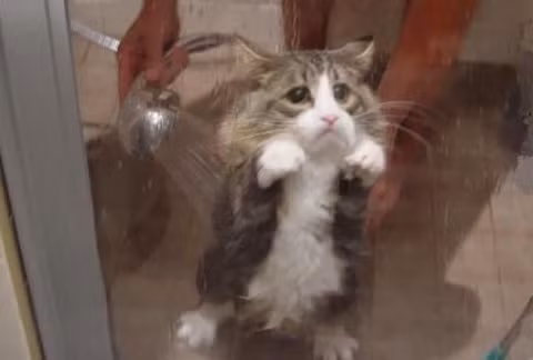 "Tôi biết lỗi rồi mà, xin hãy tha thứ cho tôi!"