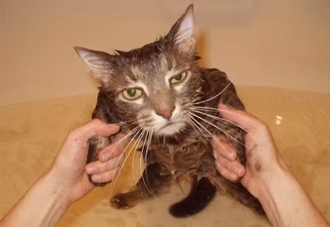 "Tôi chịu hết nổi rồi, anh muốn gì thì cứ làm đi".