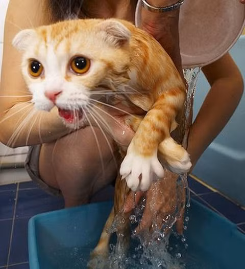 "Đừng có dội vào chỗ đấy, nước lạnh quá!"