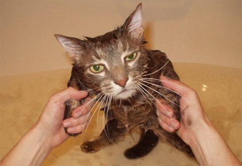 "Tôi chịu hết nổi rồi, anh muốn gì thì cứ làm đi".