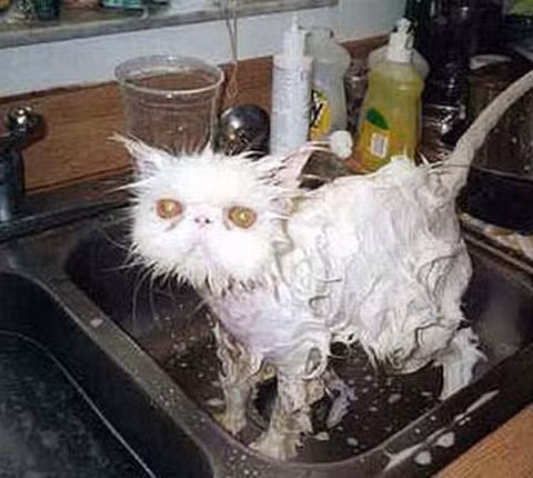 "Hình như nhầm xà bông với bột giặt rồi bà chủ ơi."