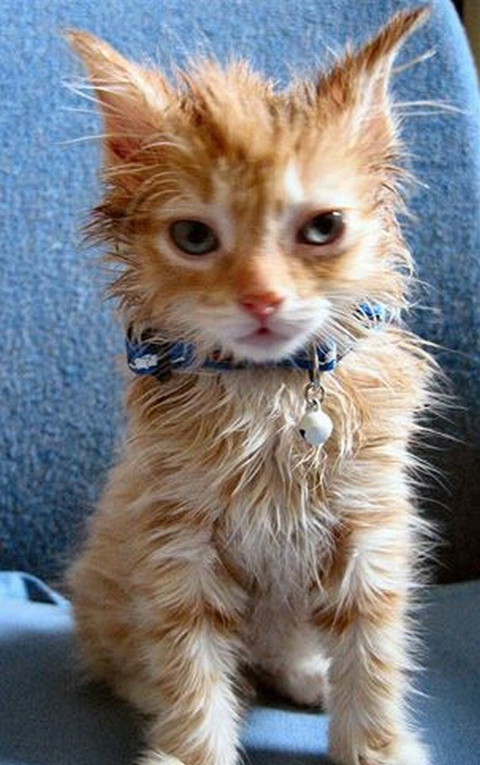 "Tắm xong đẹp trai hẳn lên, sao phải sợ."