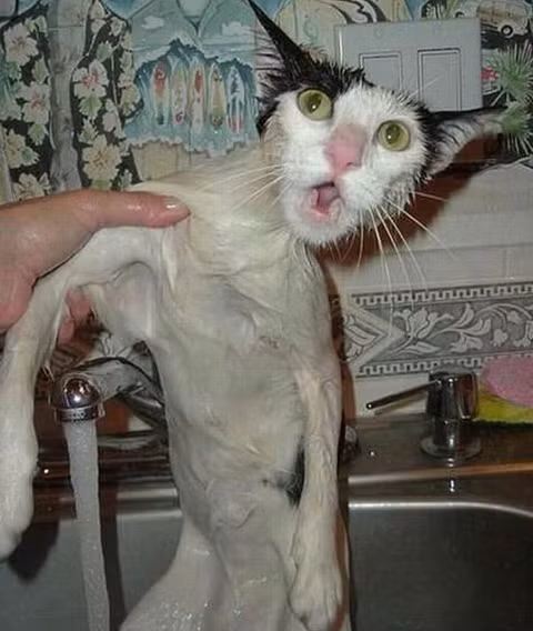 "Lại ngâm nước tiếp à?"