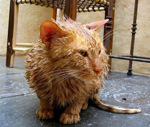 "Tắm táp có gì vui mà bọn họ cứ bắt mình làm suốt thế nhỉ?"