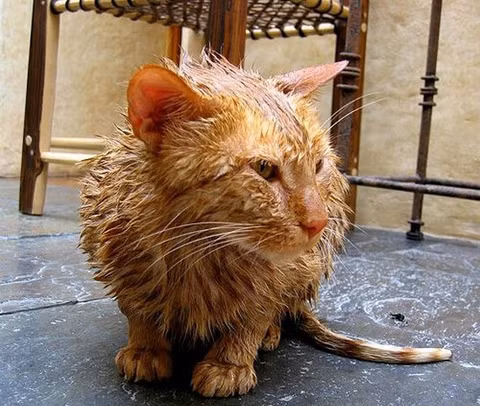 "Tắm táp có gì vui mà bọn họ cứ bắt mình làm suốt thế nhỉ?"