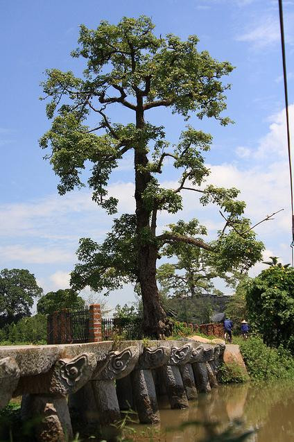 Ca dao xưa có câu: "Đồng nát thì về cầu Nôm/ Con gái nỏ mồm về ở với cha" Ca dao xưa có câu: "Đồng nát thì về cầu Nôm/ Con gái nỏ mồm về ở với cha"