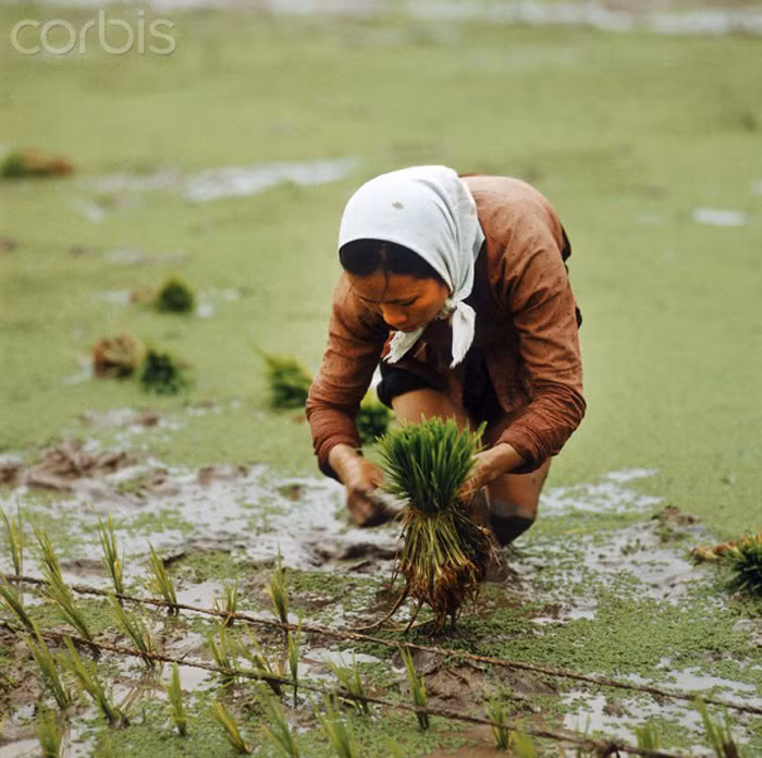 Một phụ nữ đang cấy với bó mạ trên tay, một vùng gần Đồng Hới, không xa so với vĩ tuyến 17 phân chia hai miền đất nước. Ảnh chụp ngày 1/3/1973 do Werner Schulze/dpa/Corbis thực hiện.