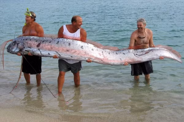 Các nhà khoa học nhận định rằng loài cá này có liên quan đến loài rắn biển huyền thoại từng được phát hiện trước đó. Mặc dù vậy, sinh vật này chỉ là một con cá, kích thước của nó không hề to lớn đến mức đáng sợ như người ta thường nghĩ về loài rắn biển kia, những chiếc răng nhỏ cũng như vây lưng của chúng không phải là mối đe dọa lớn cho nhân loại. Ngư dân ở Thanh Hoá, Việt Nam cũng đã từng bắt được 1 cá thể như thế này