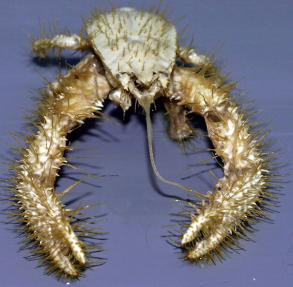 Cua tuyết Himalaya.Loài sinh vật thủy sản đặc biệt này mới chỉ được phát hiện vào năm 2005 ở vùng biển Thái Bình Dương. Chúng có cái tên là cua tuyết Himalaya vì những sợi lông tua tủa của chúng giống như sinh vật thần thoại mà chúng ta từng được biết đến, đó là người tuyết Himalaya. Loài cua này có thể được tìm thấy trong các ống phả nhiệt ở Thái Bình Dương. Những ống thông hơi này tạo ra một loại chất lỏng độc hại có thể gây tử vong cho sinh vật dưới nước. Có rất nhiều các nghiên cứu về loài cua này, nhưng có một giả thuyết cho rằng những con cua này có thể không có mắt. Người ta cho rằng chúng ăn các chất lỏng độc hại được phả ra từ các ống thông hơi thuỷ nhiệt.