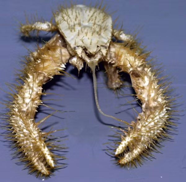 Cua tuyết Himalaya.Loài sinh vật thủy sản đặc biệt này mới chỉ được phát hiện vào năm 2005 ở vùng biển Thái Bình Dương. Chúng có cái tên là cua tuyết Himalaya vì những sợi lông tua tủa của chúng giống như sinh vật thần thoại mà chúng ta từng được biết đến, đó là người tuyết Himalaya. Loài cua này có thể được tìm thấy trong các ống phả nhiệt ở Thái Bình Dương. Những ống thông hơi này tạo ra một loại chất lỏng độc hại có thể gây tử vong cho sinh vật dưới nước. Có rất nhiều các nghiên cứu về loài cua này, nhưng có một giả thuyết cho rằng những con cua này có thể không có mắt. Người ta cho rằng chúng ăn các chất lỏng độc hại được phả ra từ các ống thông hơi thuỷ nhiệt.