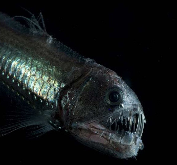 Cá viper. Nếu bạn đã từng xem phim "Đi tìm Nemo" thì chắc hẳn sẽ biết loài ca này. Loài cá đặc biệt này là cá nước sâu, chúng thường sống ở vùng biển nhiệt đới và ôn đới. Chiều dài của chúng có thể thay đổi 30 -60cm và chúng thường bơi lội ở vùng nước có độ sâu từ 7620 – 125.400 mét. Ban đầu ngoại hình của chúng có thể làm cho bạn cảm thấy khiếp sợ, nhưng trên thực tế chúng lại là những con mồi ưa thích của loài cá mập và cả cá heo. Loài cá viper có tuổi thọ lâu nhất từng được biết đến là 40 năm.