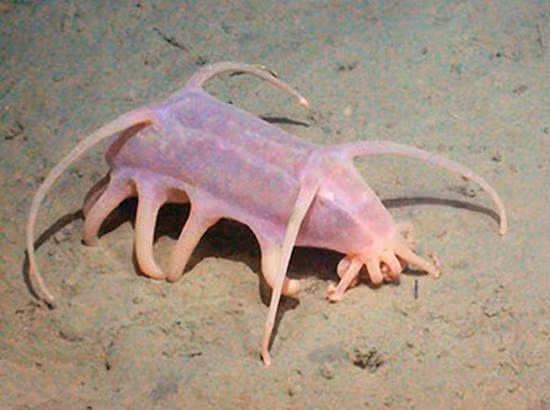 Lợn biển là loài sinh vật được cho là có liên quan đến loài dưa chuột biển. Những sinh vật này có chiều dài khoảng 4cm và chúng có tận 10 xúc tu. Hoạt động di chuyển của chúng thường là đi bộ dưới đáy đại dương bằng các xúc tu có chức năng như những đôi chân. Lợn biển tìm kiếm thức ăn thông qua vị giác. Cái tên “lợn biển" xuất phát từ màu da phớt hồng của chúng giống như loài lợn trên đất liền. Lợn biển thường ăn các hạt hữu cơ có ở trong bùn bằng cách dùng các xúc tu để móc các hạt này ra.