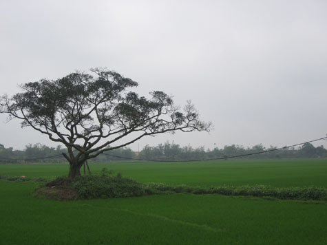 Cây đa “báo oán” Cây đa “báo oán”