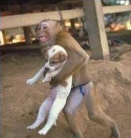 Khỉ cứu chó Khỉ cứu chó