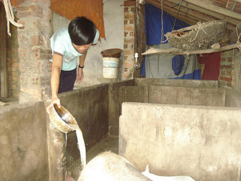 Cứ sau giờ học, Nguyễn Văn Tứ lại giúp cha mẹ làm việc nhà Cứ sau giờ học, Nguyễn Văn Tứ lại giúp cha mẹ làm việc nhà