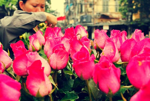 Những bông hoa tươi tắn rực rỡ khoe sắc trong ngày đông, trên một ngõ nhỏ nào đó.