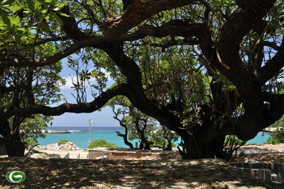 Cây phong ba- biểu tượng sức sống mãnh liệt của thiên nhiên và con người Trường Sa.