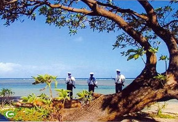 Cây phong ba đại thụ, lá chắn cho các chiến sĩ. Ảnh tư liệu.