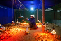 Trường đại học đánh giá ngành Thú y có cơ hội việc làm rộng mở nhưng “cung” chưa đủ “cầu”