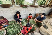 Bỏ phố lên rừng, "Kiên nông dân" đồng hành cùng dân bản gìn giữ văn hóa trà Shan Tuyết ở Tà Xùa