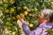 Chuyển từ cây ngô sang trồng quýt, hộ dân vùng khó khăn lãi 200 triệu đồng/năm