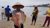 Chính phủ đang tiến hành xem xét xử lý các cá nhân sai phạm trong vụ Formosa ảnh 3