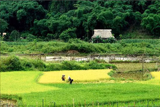 Chiếc cọn nước bên những mái nhà sàn như đã trở thành một biểu tượng văn hóa vùng cao (Ảnh: Internet). Chiếc cọn nước bên những mái nhà sàn như đã trở thành một biểu tượng văn hóa vùng cao (Ảnh: Internet).