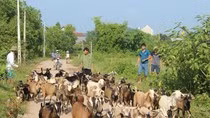 "Ông Sở, bà Phán" đã nhúng chàm, ơ hơ, rửa sạch cả rồi! ảnh 2 "Ông Sở, bà Phán" đã nhúng chàm, ơ hơ, rửa sạch cả rồi! ảnh 2