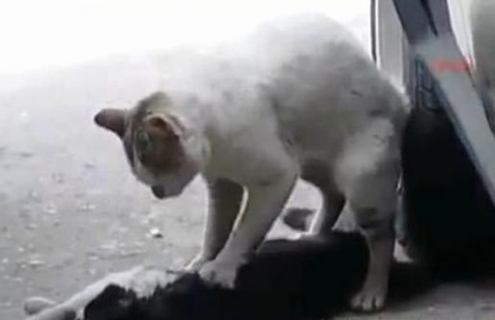 Chú mèo trắng này đang tìm mọi cách "gọi" bạn tỉnh lại, hình ảnh thật xót xa và cảm động