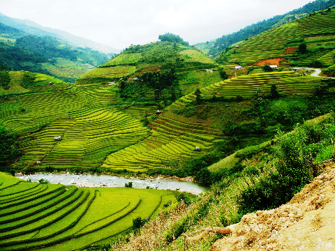 Ruộng bậc thang Chế Cu Nha-Mù Cang Chải uống lượn theo các địa hình.