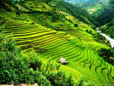 Miên man sóng lúa Chế Cu Nha-Mù Cang Chải khi mùa lúa chín đang về.