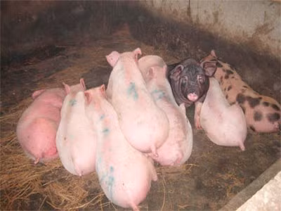2. Bệnh heo tai xanh dễ kết hợp với các bệnh khác và gây nguy hiểm đến tính mạng: Được biết, bệnh tai xanh ở heo được phát hiện cách nay cả chục năm và hiện nay đây vẫn đang là một đại dịch bệnh đối với ngành chăn nuôi. 2. Bệnh heo tai xanh dễ kết hợp với các bệnh khác và gây nguy hiểm đến tính mạng: Được biết, bệnh tai xanh ở heo được phát hiện cách nay cả chục năm và hiện nay đây vẫn đang là một đại dịch bệnh đối với ngành chăn nuôi.