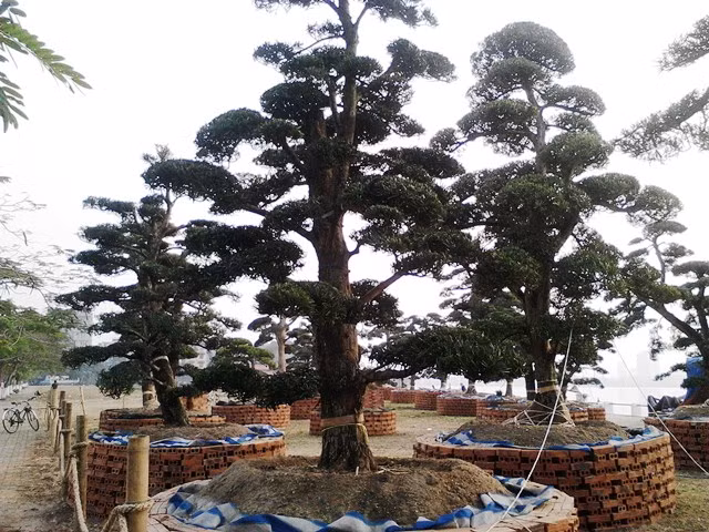 Tiêu chí để đánh giá một cây tùng đẹp phải có đầy đủ 3 yếu tố: Cổ, mỹ và kỳ quái. Ngoài ra, cây càng có nhiều vết nứt nẻ, nhiều nấm mốc bám quanh cũng là tiêu chí để đánh giá tuổi thọ của cây. ảnh HH