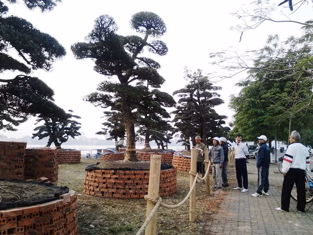 Những cây Tùng có giá tiền tỷ được bày bán ở ven hồ Tây, gây sự chú ý của nhiều người đi đường. Ảnh HH