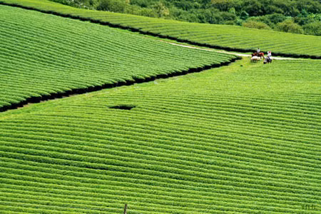 Chỉ cần đi dạo các đồi chè, ngồi thật lâu, đi thật sâu bạn sẽ thấy vẻ đẹp của các đồi chè Việt Nam cũng chẳng thua kém gì những đồi chè như ở Cameron Highland của Malaysia. Ảnh: Hoàng Hạc (Zing). Chỉ cần đi dạo các đồi chè, ngồi thật lâu, đi thật sâu bạn sẽ thấy vẻ đẹp của các đồi chè Việt Nam cũng chẳng thua kém gì những đồi chè như ở Cameron Highland của Malaysia. Ảnh: Hoàng Hạc (Zing).