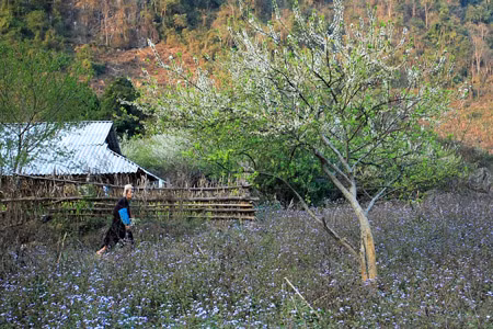 Khung cảnh mùa xuân đẹp như tranh vẽ. Ảnh: Phạm Quyên. Khung cảnh mùa xuân đẹp như tranh vẽ. Ảnh: Phạm Quyên.