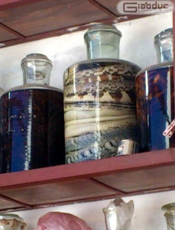 Rắn ngâm rượu.