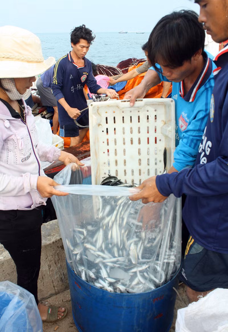 Một phần được cho vào thùng đá để vận chuyển vào đất liền.