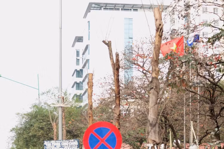 Cả hàng cây dài khô cong trông như những chiếc cột điện đâm toạc lên trời xanh.
