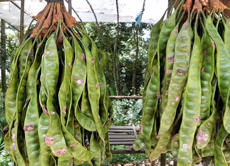 3. Bồ kết: Bạn hãy dùng một quả bồ kết khô, nướng cho hơi cháy vỏ ngoài, nghiền nhỏ cùng với diêm sinh lấy từ 10 đầu que diêm( chú ý: không bỏ hạt). Sau đó, ngâm hỗn hợp này với rượu trắng cho thật đặc trong 2-3 ngày. Nếu bạn cần dùng ngay, hãy đun hỗn hợp trên trong vài phút. Sau đó, ngậm hỗn hợp này ngày 2 – 3 lần vào chỗ răng bị đau, mỗi lần 10 – 15 phút rồi nhổ đi. Cách làm này sẽ làm giảm dịu cơn đau của bạn. 3. Bồ kết: Bạn hãy dùng một quả bồ kết khô, nướng cho hơi cháy vỏ ngoài, nghiền nhỏ cùng với diêm sinh lấy từ 10 đầu que diêm( chú ý: không bỏ hạt). Sau đó, ngâm hỗn hợp này với rượu trắng cho thật đặc trong 2-3 ngày. Nếu bạn cần dùng ngay, hãy đun hỗn hợp trên trong vài phút. Sau đó, ngậm hỗn hợp này ngày 2 – 3 lần vào chỗ răng bị đau, mỗi lần 10 – 15 phút rồi nhổ đi. Cách làm này sẽ làm giảm dịu cơn đau của bạn.