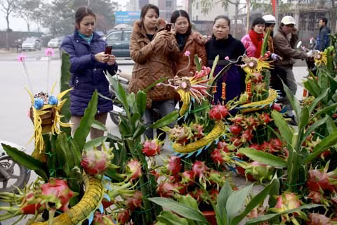 Từ khoảng 2 năm nay, vào dịp Tết, tại Hà Nội xuất hiện nhiều quầy bán thanh long cảnh. Năm Nhâm Thìn, loại quả được gắn thêm rồng như thế này đang thu hút nhiều người mua... Từ khoảng 2 năm nay, vào dịp Tết, tại Hà Nội xuất hiện nhiều quầy bán thanh long cảnh. Năm Nhâm Thìn, loại quả được gắn thêm rồng như thế này đang thu hút nhiều người mua...