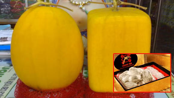 Dự kiến, giá dưa hấu có hình thỏi vàng dịp Tết năm nay sẽ không dưới mức giá 5 triệu đồng/cặp và 2 triệu đồng/cặp dưa hấu hình vuông.