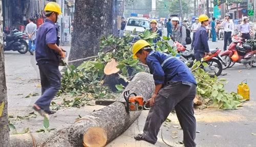 Vụ chặt hạ thay thế cây xanh gây nhiều bức xúc cho người dân Thủ đô. ảnh: hà nội mới.
