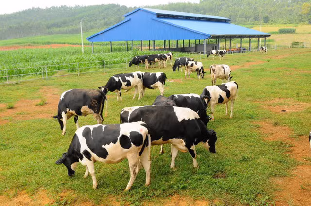 Tính đến nay, Vinamilk đang có 27.000 con bò, dự kiến con số này sẽ tăng gấp đôi lên đến 50.000 con bò sau 4 năm nữa. Nếu cộng thêm 40.000-50.000 bên Lào thì Vinamilk cho biết hoàn toàn yên tâm về vùng nguyên liệu, kéo theo giá thành tự chăn nuôi lúc này sẽ không thua kém so với thế giới.