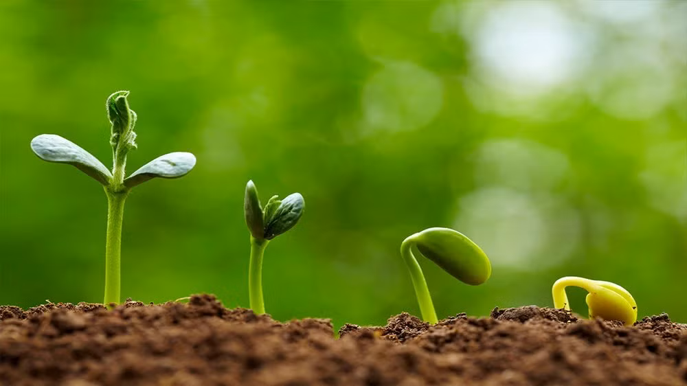 Ngàn đời nay, để có mùa màng bội thu, người nông dân nước Việt luôn nhớ câu thành ngữ “Nhất nước, nhì phân, tam cần, tứ giống”. Ảnh minh họa: Hatgiongtamhon.vn