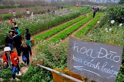 Kinh doanh bằng cách cho mọi người xuống vườn chụp hoa, đào