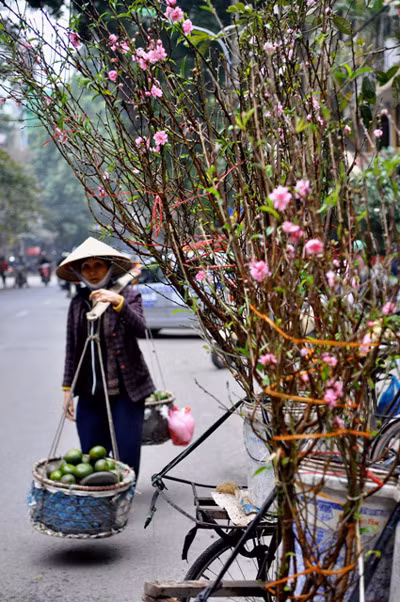 Những người “gánh Tết đi bán” buồn rầu cho biết, đào Nhật Tân năm nay nở sớm hơn do thời tiết. Những gánh hoa đào trên phố