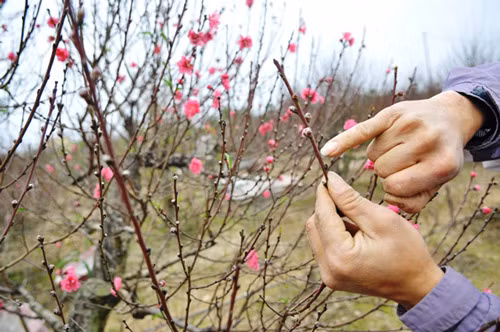 Nâng niu từng cánh đào